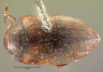 Media type: image;   Entomology 7407 Aspect: habitus dorsal view